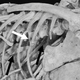 Illustration for article titled What did Velociraptor have for dinner? Raptor skeleton discovered with bones in its gut